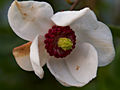 Magnolia sieboldi IMG_6759 Magnolia Siebolda